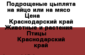 Подрощеные цыплята на яйцо или на мясо › Цена ­ 130 - Краснодарский край Животные и растения » Птицы   . Краснодарский край